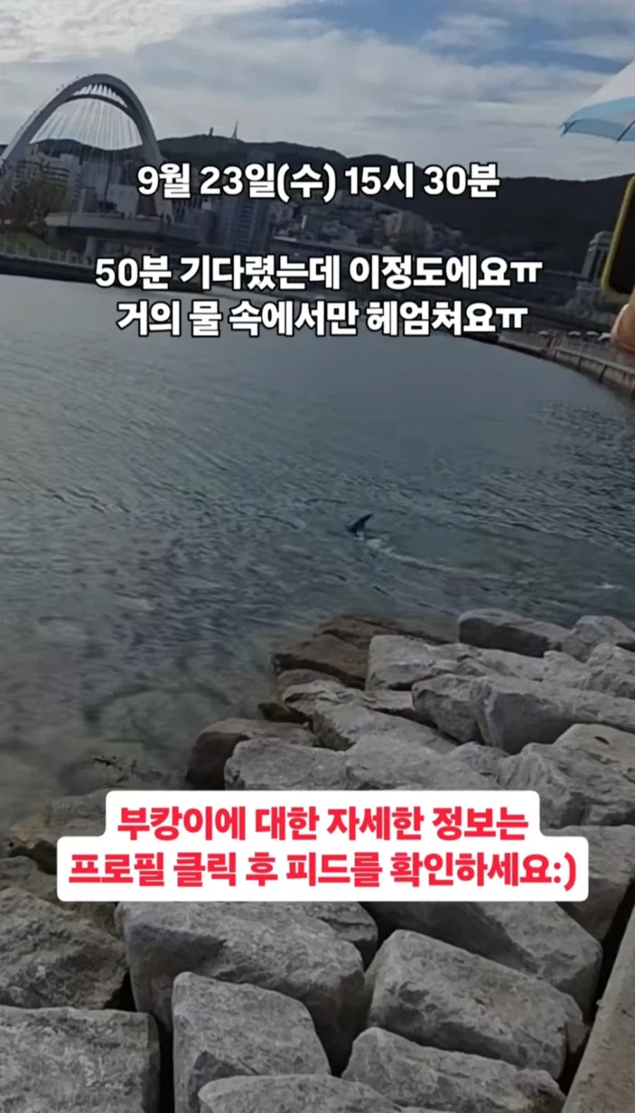부캉이 보러가서 막상 실망한다는 부분