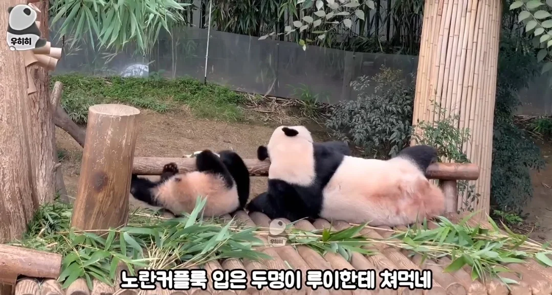 의외로 판다월드가면 이런 막말하는 관람객많음 (2)