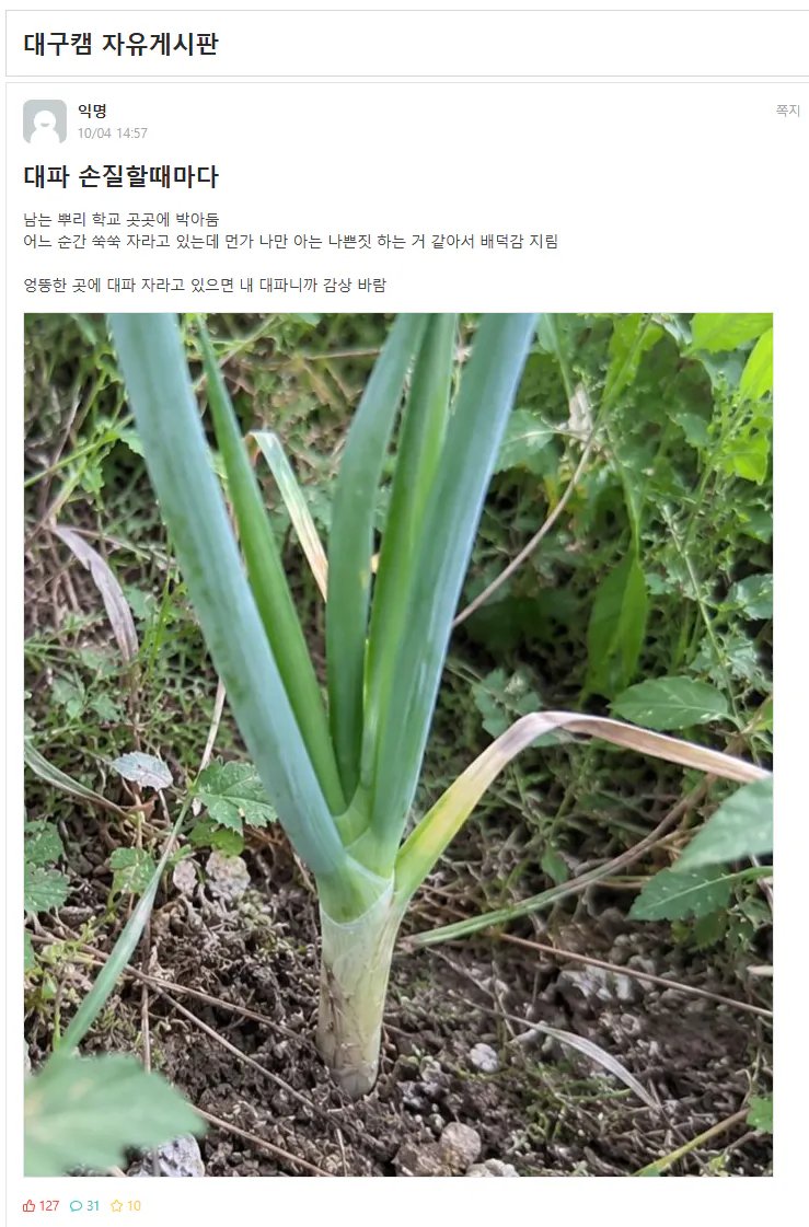 남은 대파를 학교에 처리하는 경북대생