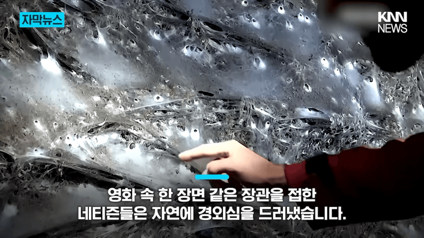 경악 세상에서 제일 큰 거미줄 발견 (12)