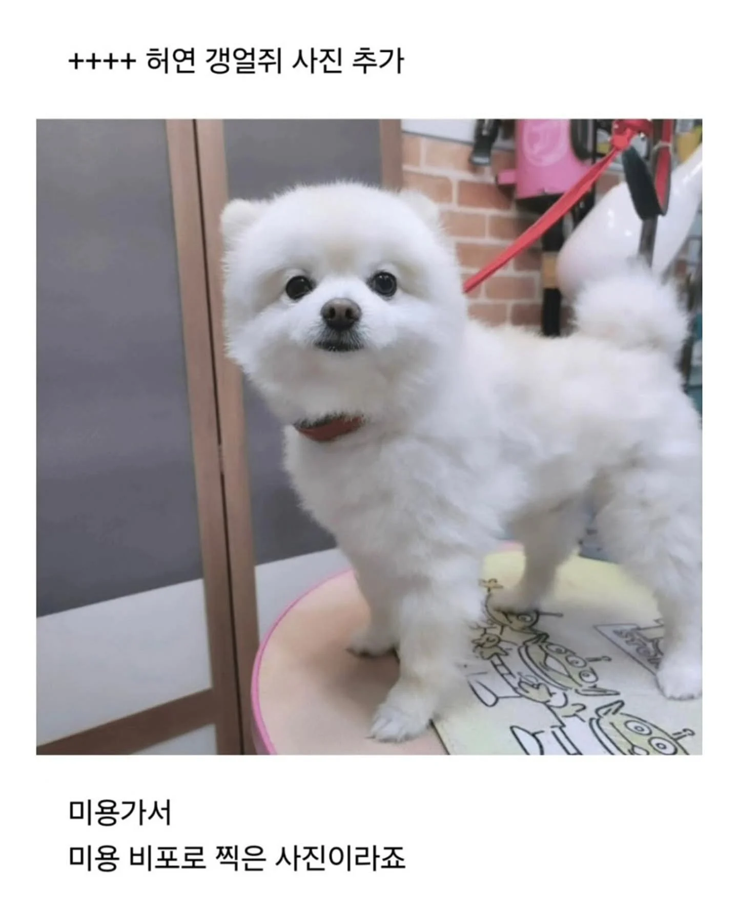 사정이 있어서 강아지 데리고 출근했는데 (4)
