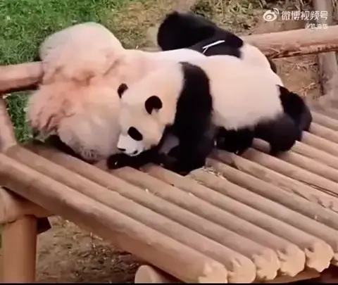 아이바오 따라하는 후이바오 🐼❤🩷 (16)