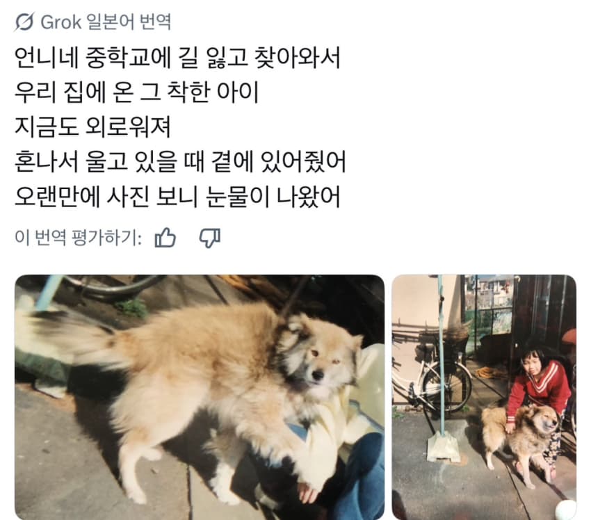 싱글벙글 너무 섞여서 잘 모르겠는 잡종견 사진집이 갖고 싶어 (11)