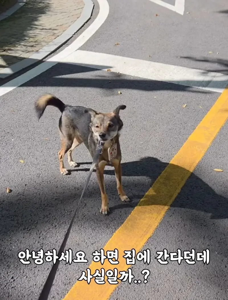 강아지 산책중 멈춰서 안갈때 꿀팁 (4)