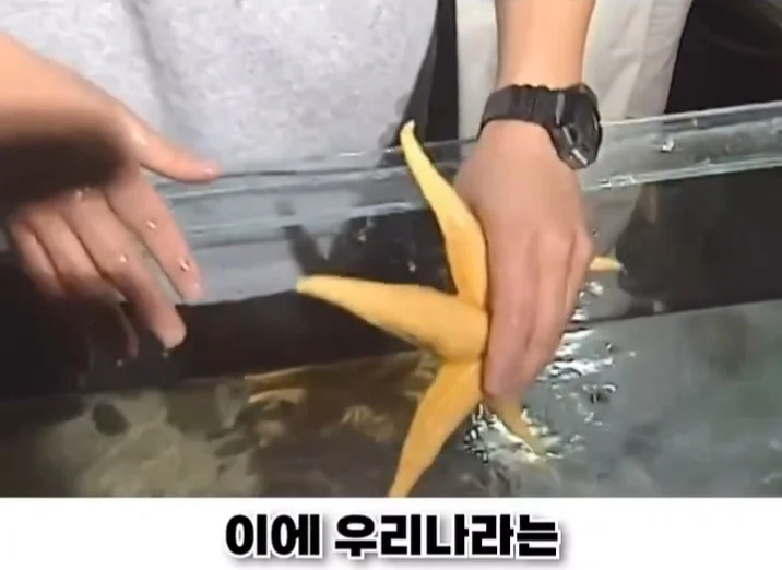 우리나라로 넘어온 바다의 무법자 불가사리의 최후 (18)