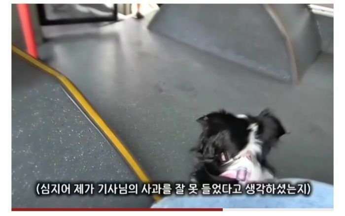 청각장애인 보조견 탑승을 거부한 버스기사님 (10)