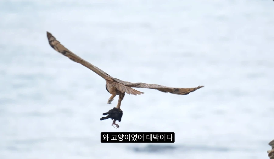 새덕후가 말하는 고양이 살처분 현실적 솔루션