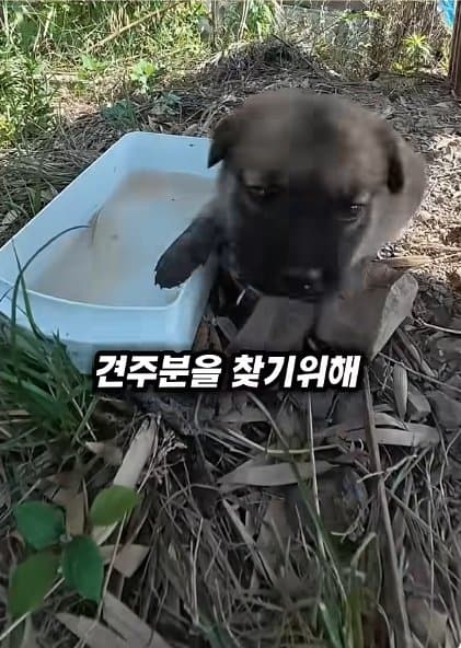 조회수1500만 견주 허락 없이 1개월 아기 강아지 그늘막 설치 사연, (16)