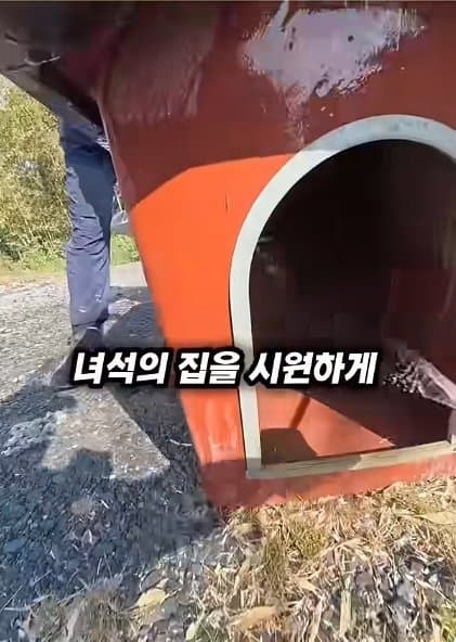 조회수1500만 견주 허락 없이 1개월 아기 강아지 그늘막 설치 사연, (24)