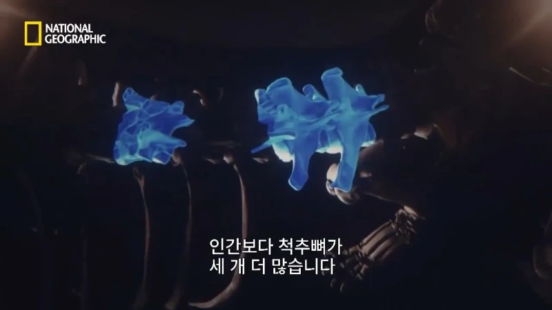 사냥 중 120m 절벽 아래로 떨어진 눈표범. jpg & YouT