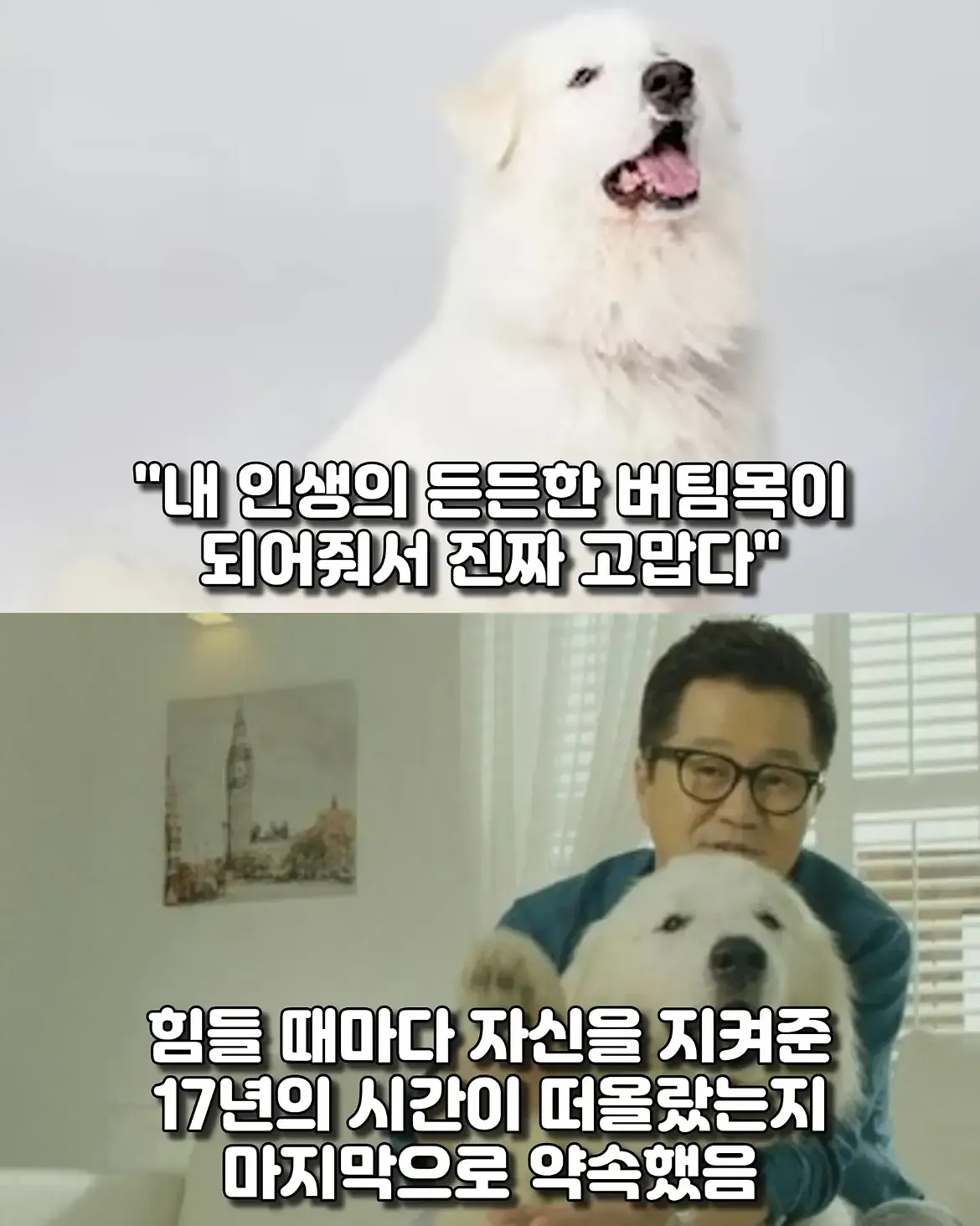 싱글벙글 17년동안 고마웠어요 힘겹게 버티던 댕댕이가 마지막까지 기다 (10)