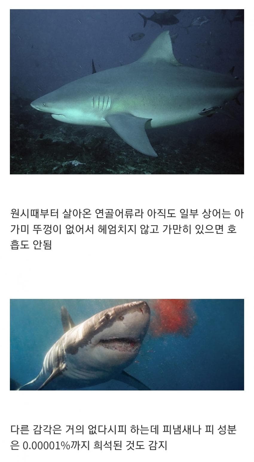 오싹오싹 인지도는 최고 수준인데 정작 알려진 건 거의 없는 생물 (4)