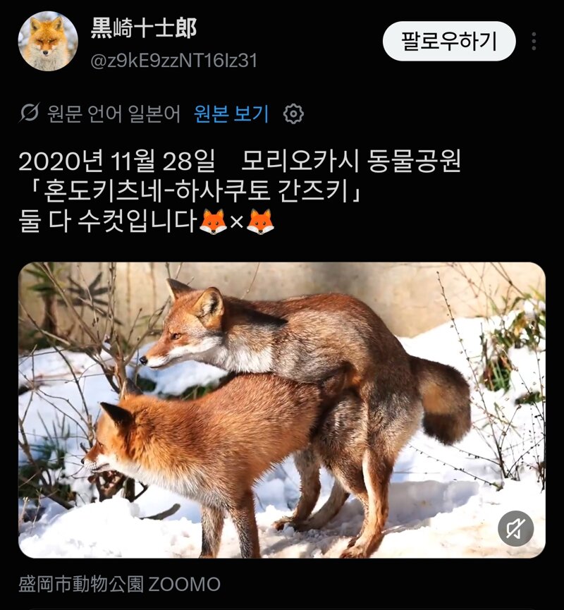 격하게 수엑수 하는 여우 보고 가라