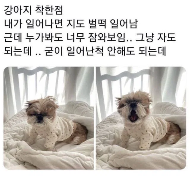 미용실 보냈는데 푸들이 실종되고 아기양으로 돌아왔습니다 (59)
