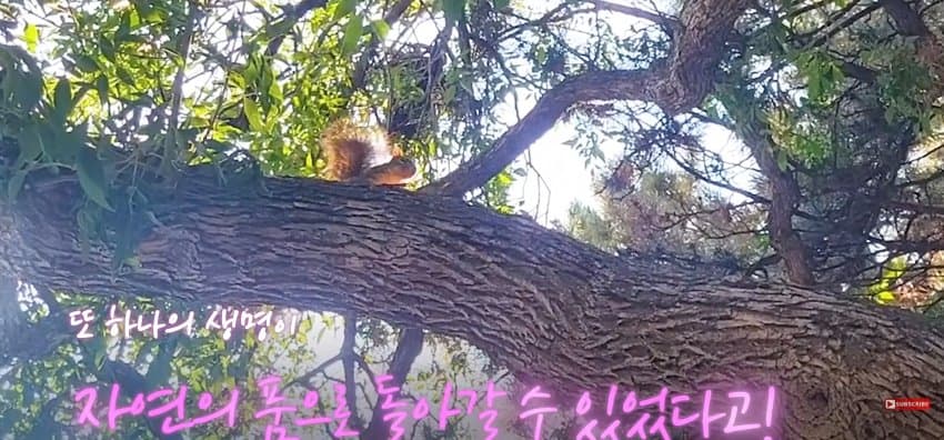 어미 다람쥐에게 갈곳 잃은 새끼 보여줬더니.. (31)