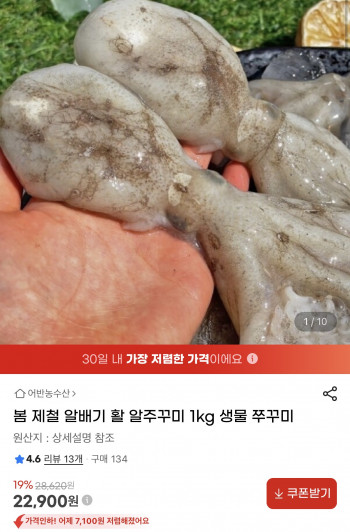 [지마켓] 봄 제철 알배기 활 알주꾸미 1kg (22,900원/무료)