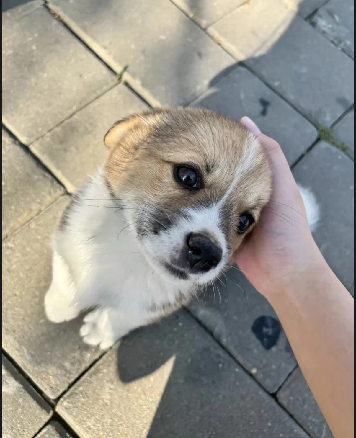 맘마를 맛있게 먹은게 분명한 아기냥이 (16)