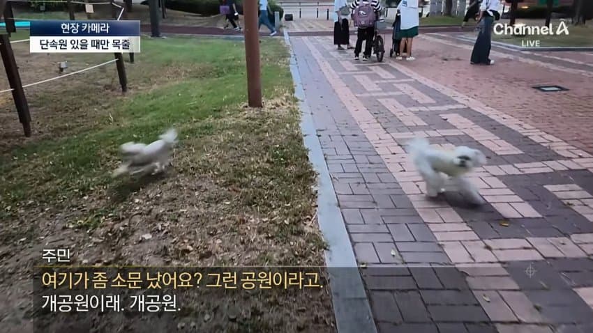 채널a) 단속원 퇴근하자...공원이 '개판' (3)