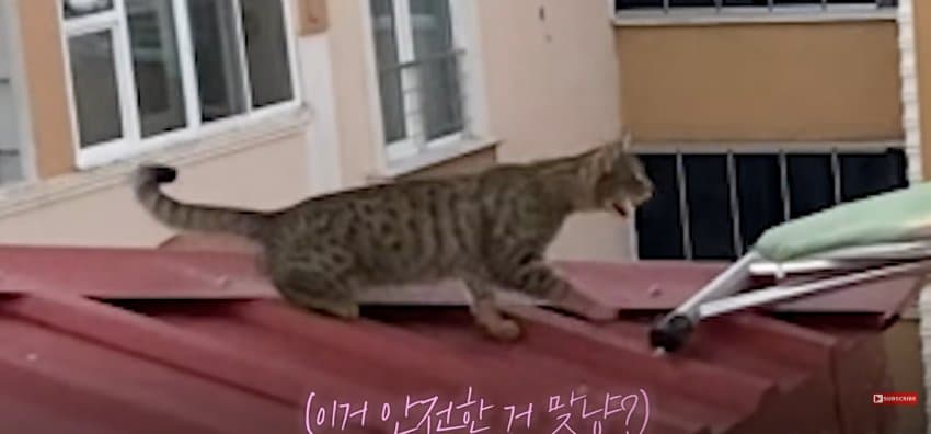 의문의 도구로, 지붕 위 고양이 구한 친구들 (6)