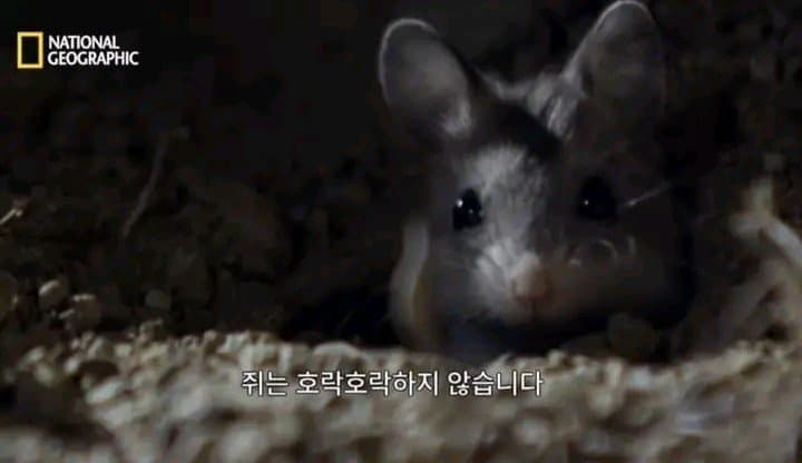 스압) 5회 코미디 쇼 모음…gif