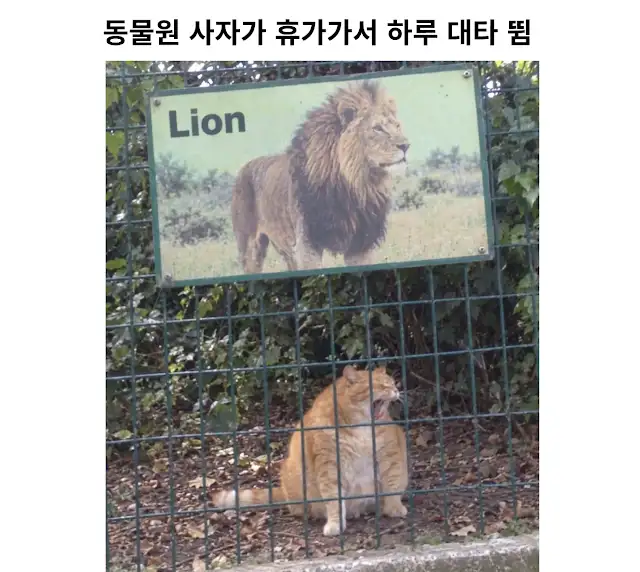 동물원 사자가 연차써서 대타 씀