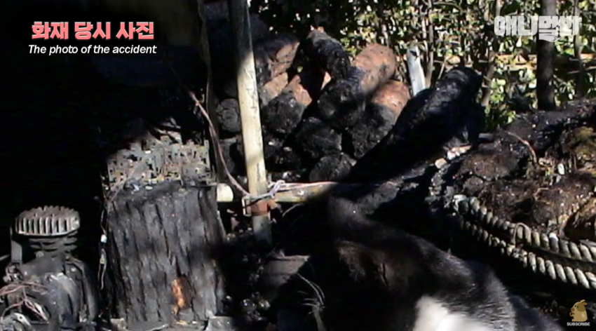 싱글벙글 자신을 치료해준 아재를 불길속에서 구한 털바퀴 (8)