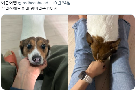 싱글벙글 반가우면 민머리 되는 댕댕이들 (8)