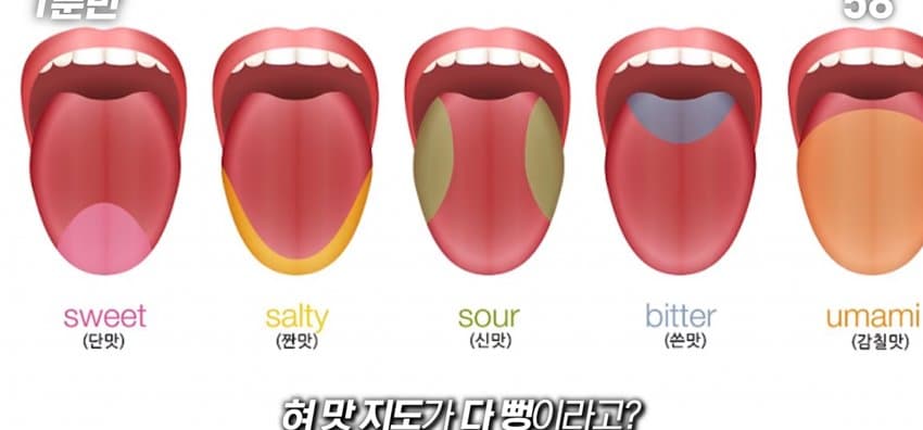 학교에서 배운 '혀 맛' 지도가 잘못됐다..?