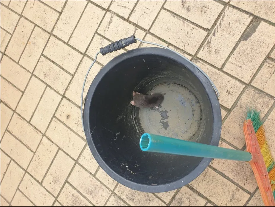 두더지 잡았는데 잔인하게 처리하라는 댓글.jpg