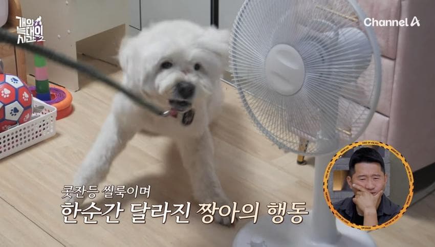 싱글벙글 반려견이 스트레스 받는데도 방송 촬영은 멈출 수 없다는 보호자 (5)