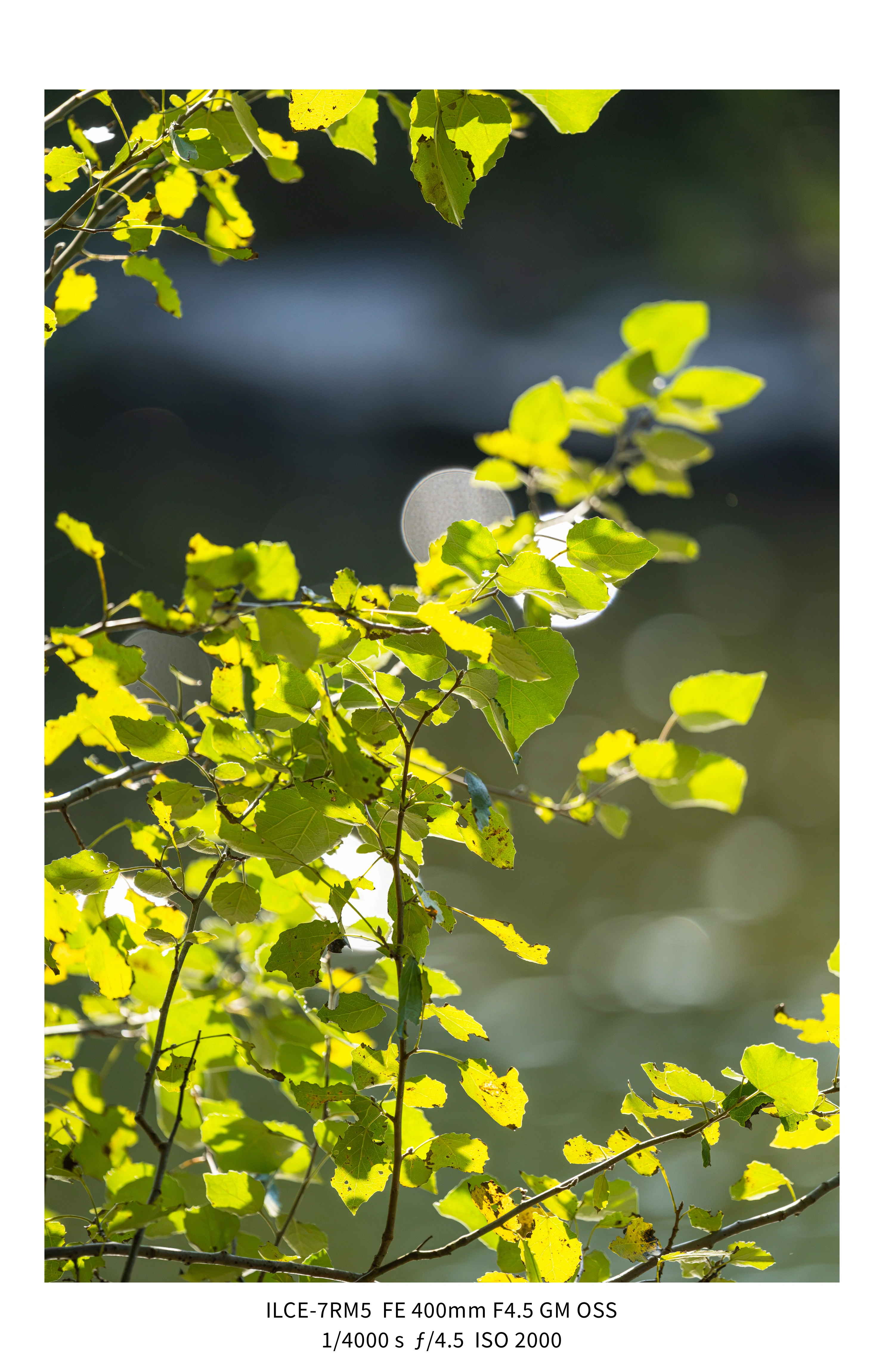 애기사백금(400mm F4.5 GM) non-새찍 작례 (25장) (2)