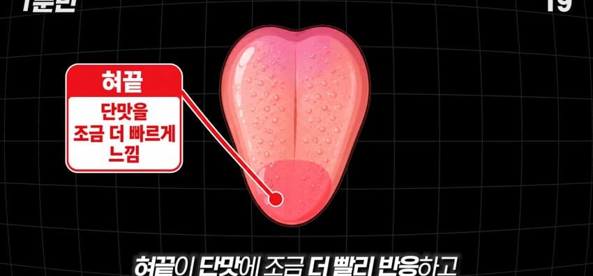 학교에서 배운 '혀 맛' 지도가 잘못됐다..? (28)