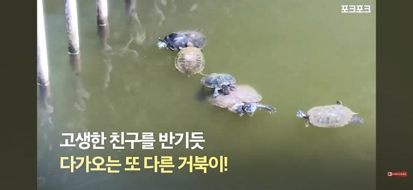 감동감동 큰 거북 곤경에 처하자 작은 거북들,얘들아 모여! (11)
