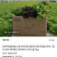 유러피안 샐러드야채 모듬쌈 1kg
