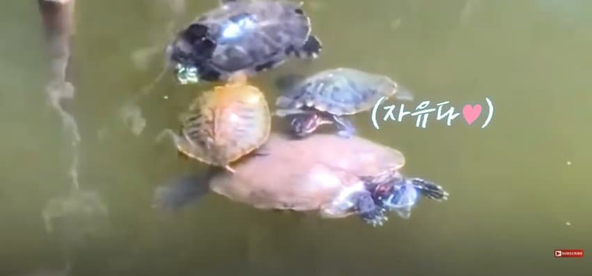 큰 거북이 곤경에 처하자 헤엄쳐간 작은 영웅들 (16)