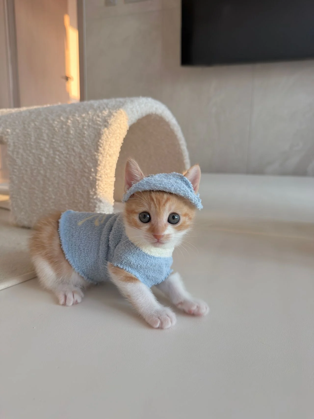 다이소 산 옷을 입는 고양이 (8)