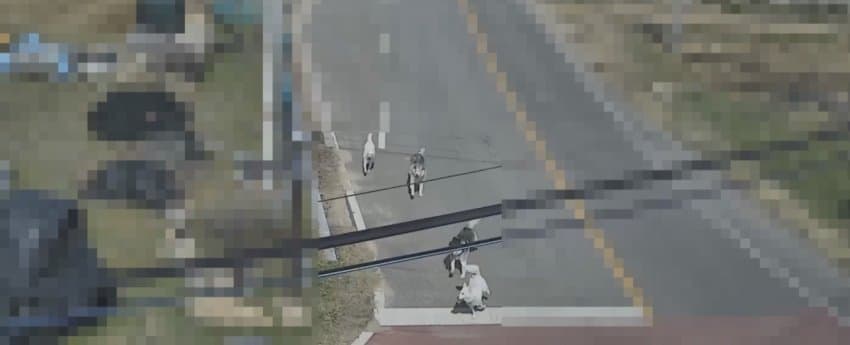 안싱글벙글 개물림 사고(강아지사망) 당했습니다 (12)
