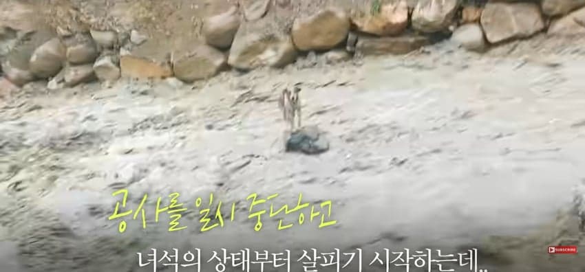 불어난 급류에 강아지 구하러 뛰어든 남자 (4)