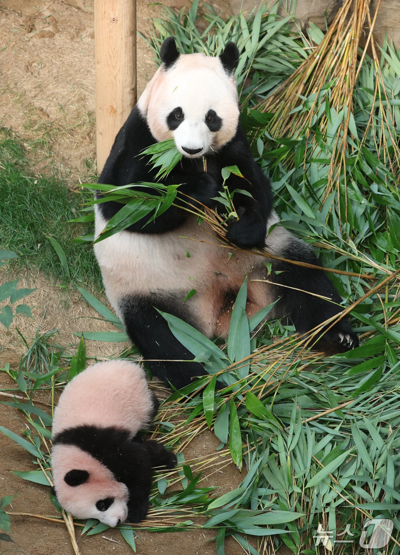 혼자서도 잘 노는 막둥이 슈바오🐼🩵 (12)