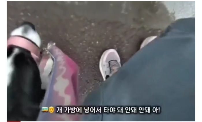 청각장애인 보조견 탑승을 거부한 버스기사님 (2)