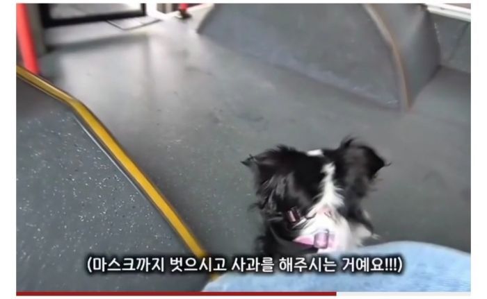 청각장애인 보조견 탑승을 거부한 버스기사님 (11)