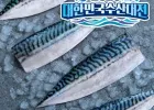 가시없는 노르웨이고등어 대 800g 비비수산