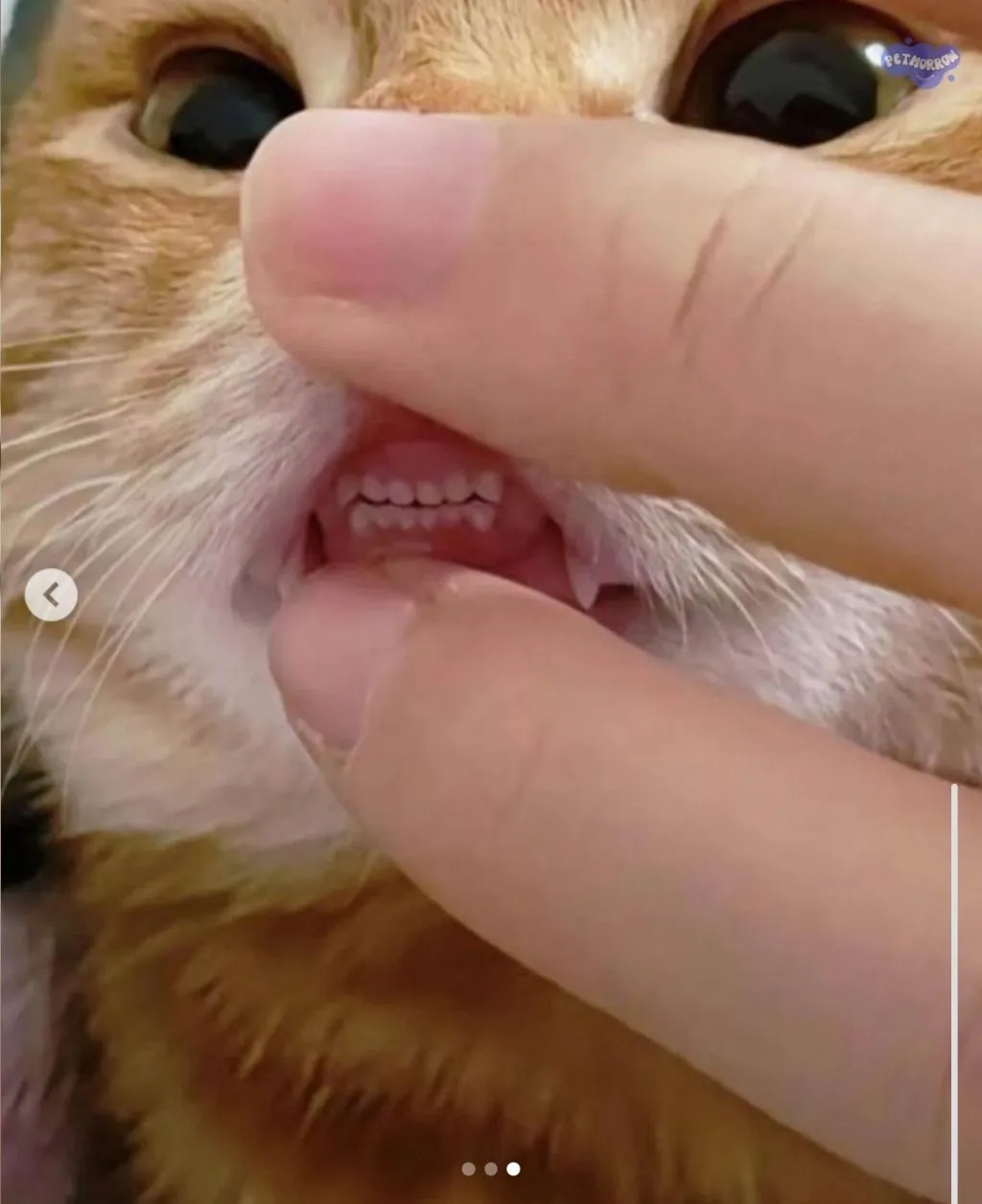 사람보다 치아 가지런한 고양이