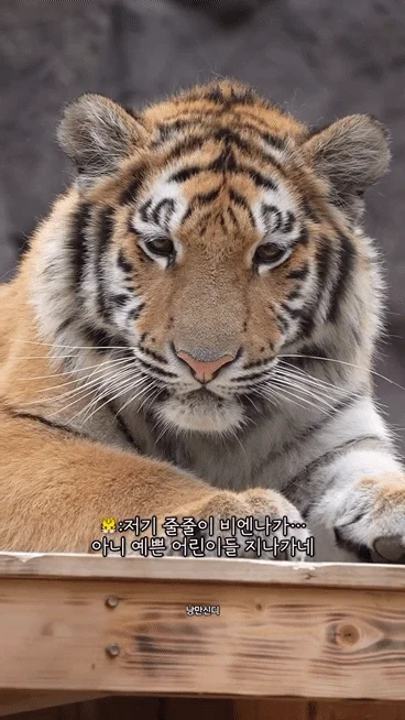 이젠 제법 맹수다워진 것 같은 설호 (12)