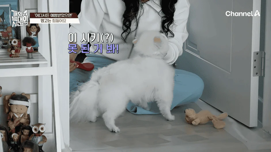 [#개와늑대의시간2] _저 같아도 물 것 같._ 하루에 개를 462번 부르는 보호자!_😨🚨 (귀에 딱지 앉을 듯.)🤕🐕 _ 개와 늑대의 시간2 17회 2-54 screenshot.png
