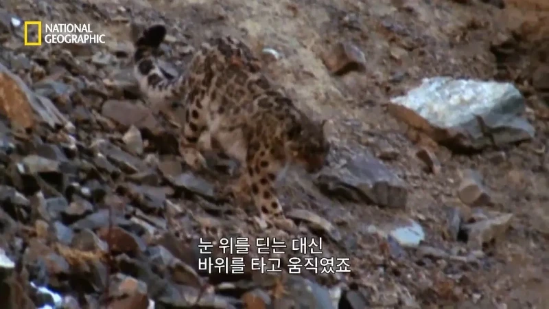 사냥 중 120m 절벽 아래로 떨어진 눈표범. jpg & YouT