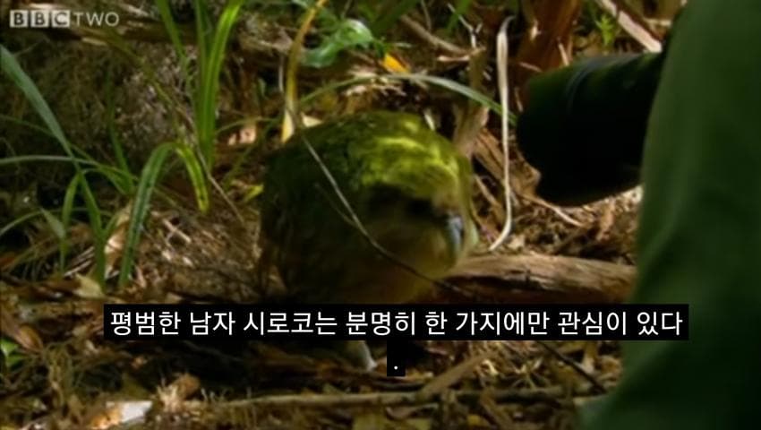 싱글벙글 관찰하러 온 제작진에게 교미를 시도하는 앵무새 (5)