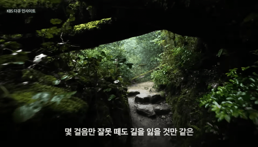 깜짝 .. 일본숲이 유독 무서운 이유 ㄹㅇ . (5)