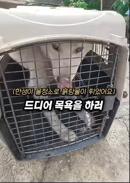 평생 목욕 한번 안 해본 차고지 지킴이 2살 한성이의 생애 첫 목욕대작전 (18)