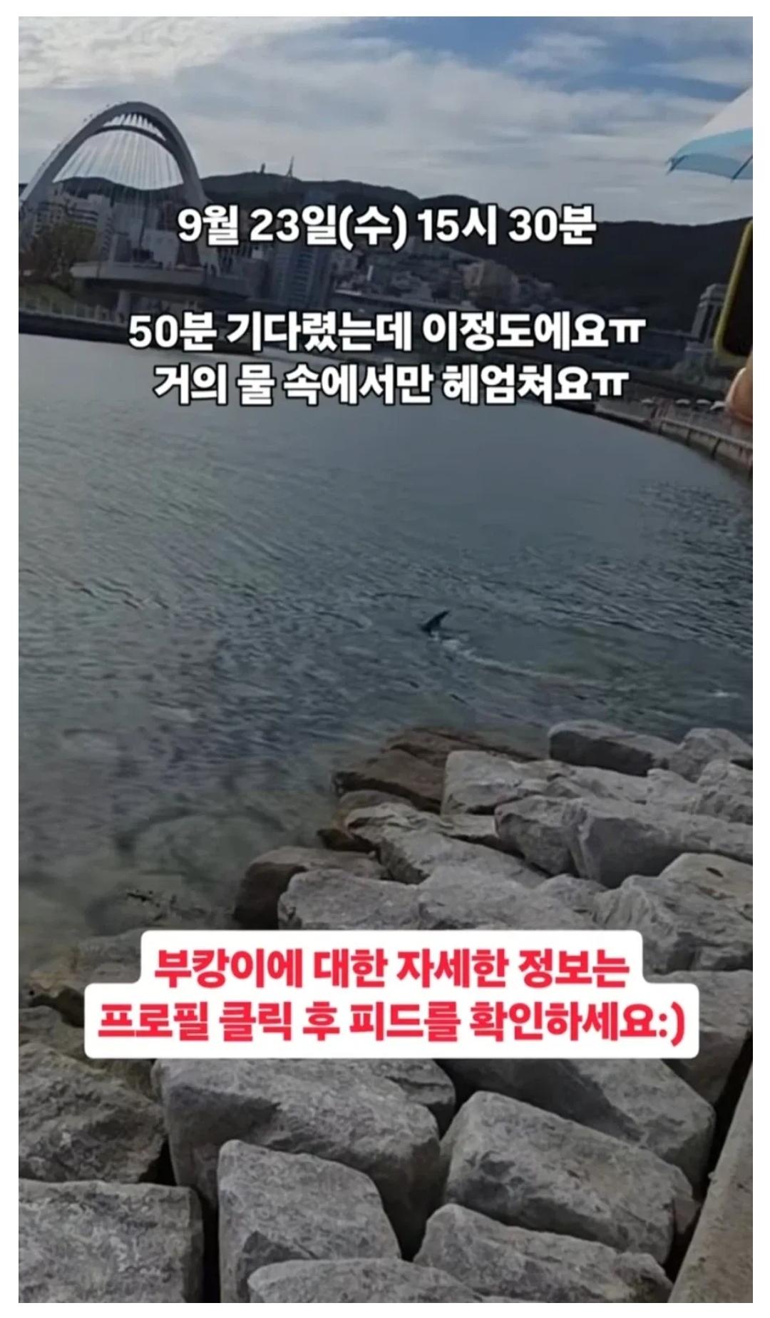 부산에 상어 보러가면 막상 실망스럽다는 부분